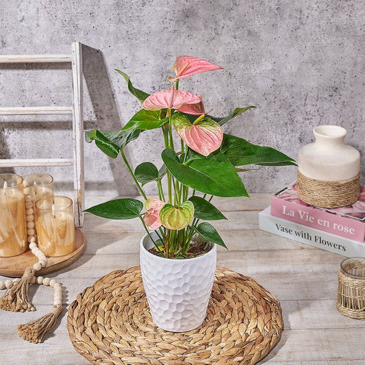 Blushing Pink Anthurium, plant gift, plant, anthurium gift, anthurium