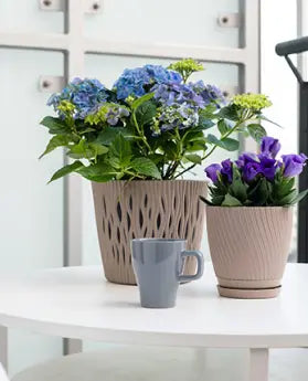 POTTED PLANT DELIVERY