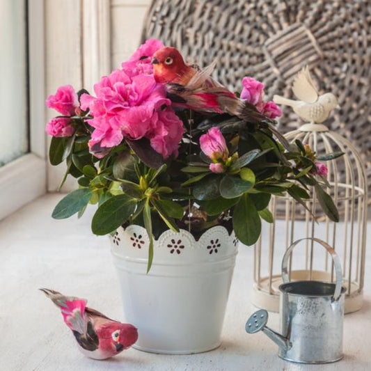 Flowering Plants - Plant Subscription  