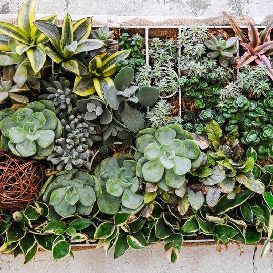 Succulents & Cacti - Hazelton's Flower Subscriptions