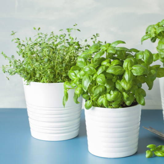 Seasonal Plants - Plant Subscription